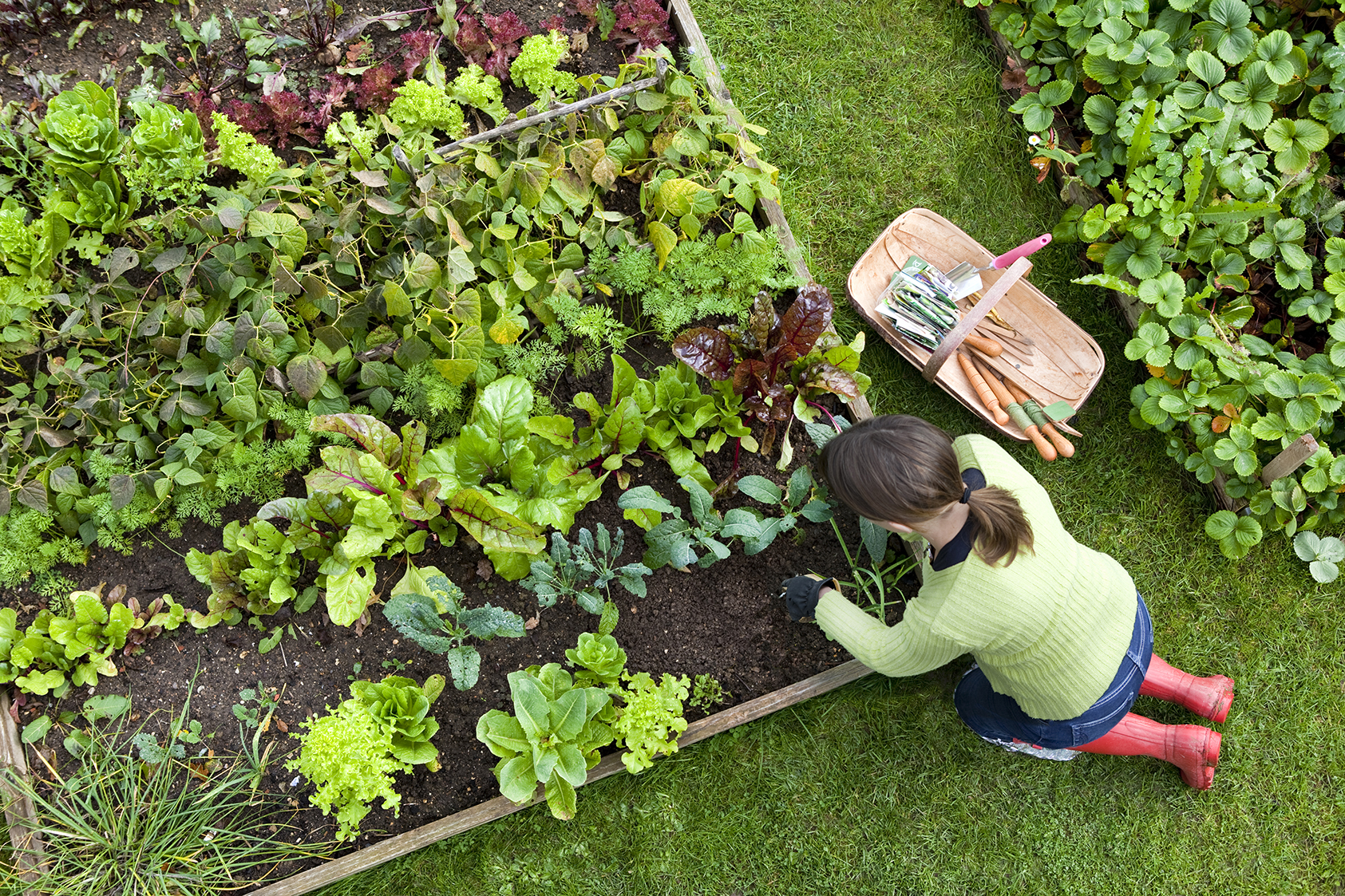 Creating a Thriving Small Plant Garden: Tips and Tricks