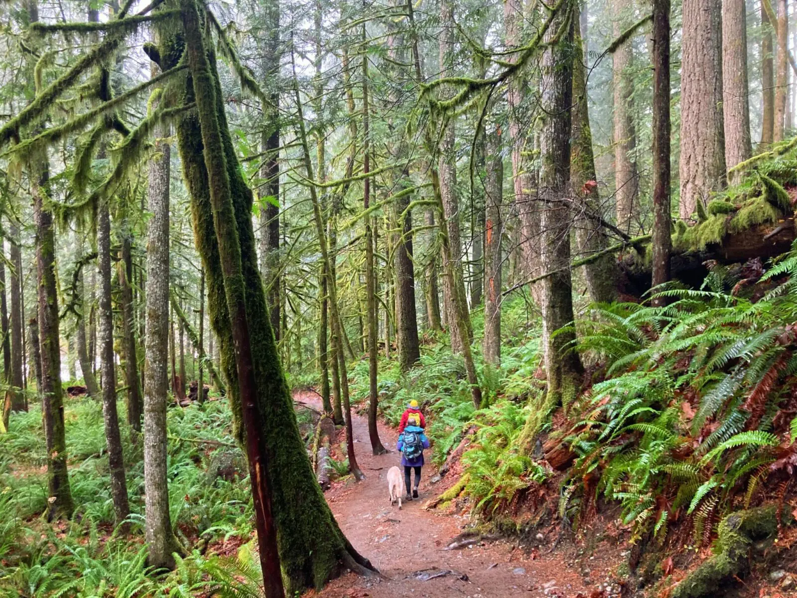 Do Hiking Trails Close When It Rains? A Comprehensive Guide