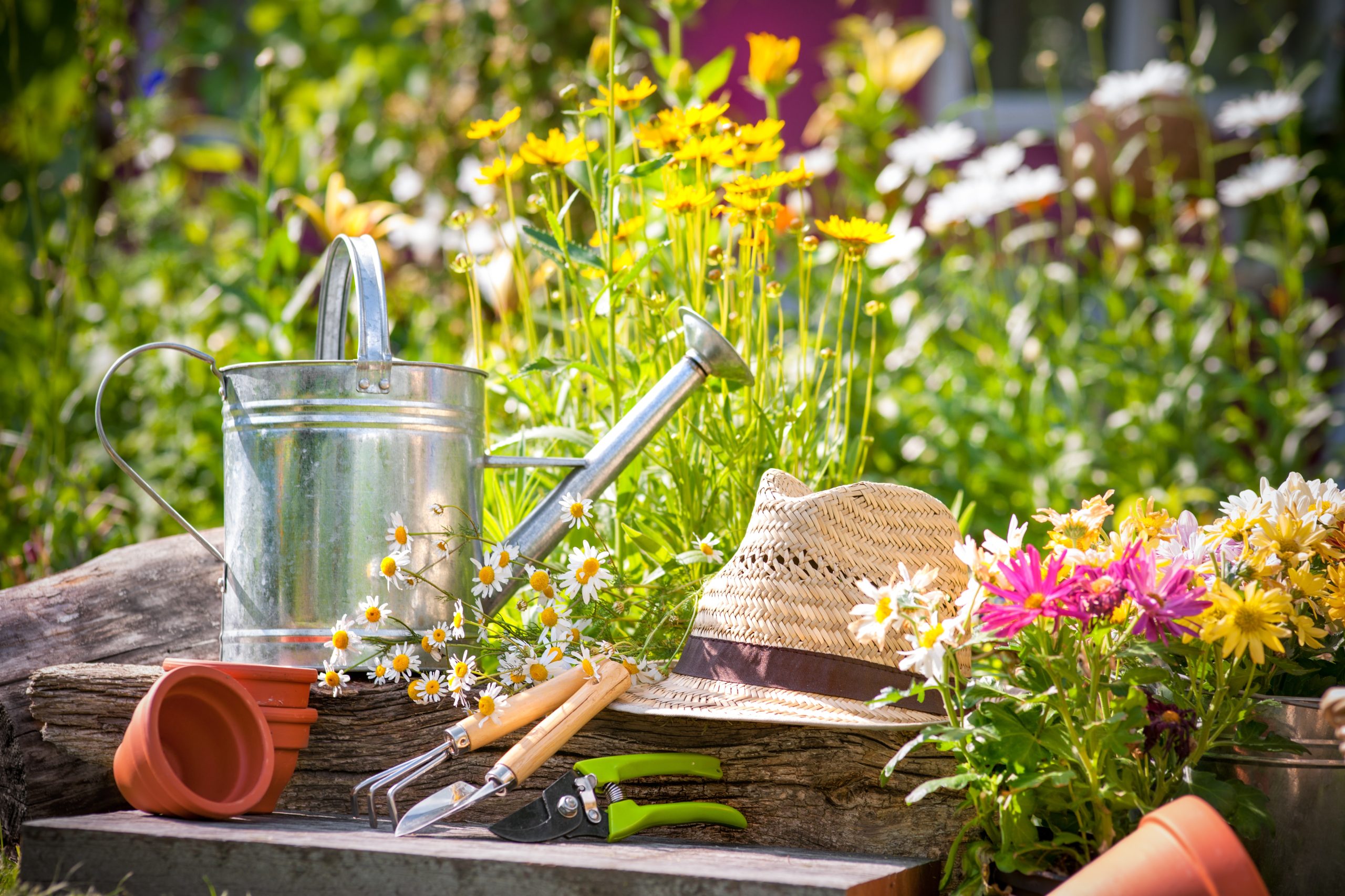 Essential Spring Gardening Tips