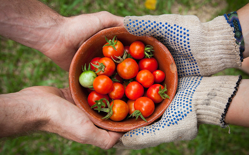 Fertilizing Your Tomato Flower Garden: A Comprehensive Guide