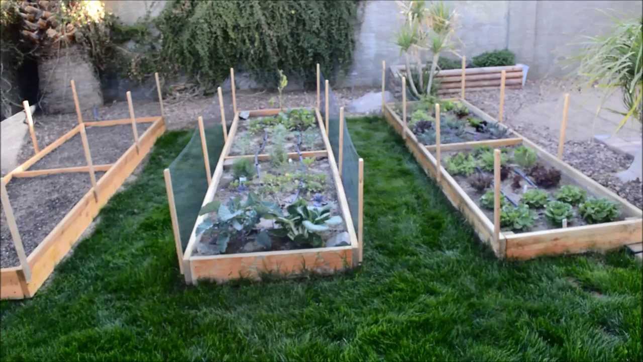 Gardening in Phoenix: A Comprehensive Guide