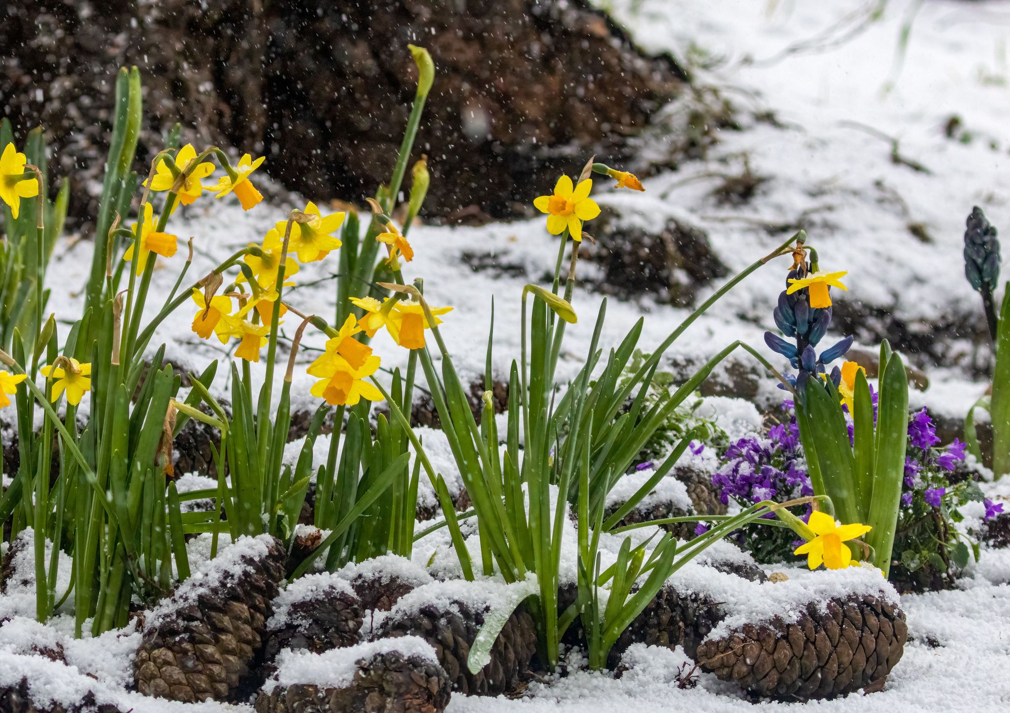 Growing a Winter Flower Garden: A Comprehensive Guide