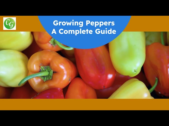 Growing Peppers: A Comprehensive Guide to a Bountiful Harvest
