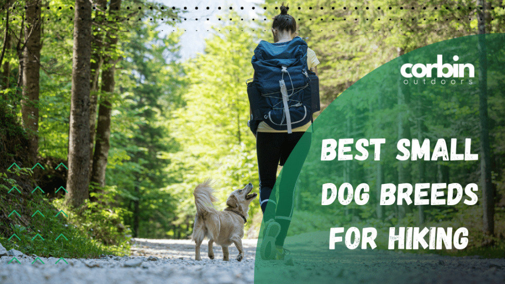 Hiking with a Small Dog: A Complete Guide