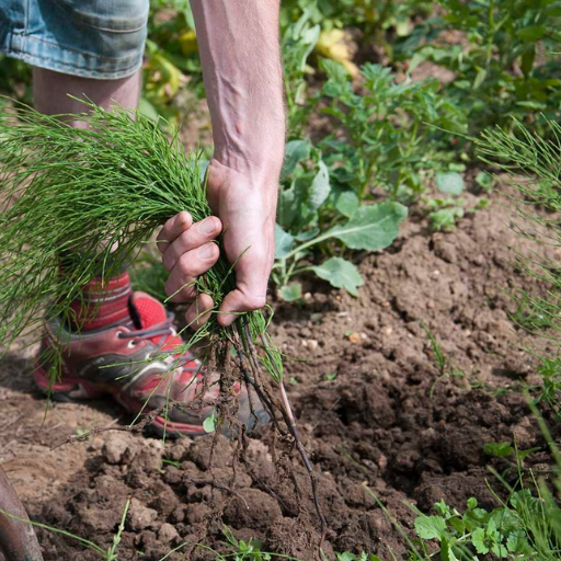 How to Get Rid of Grass in Your Flower Garden: A Comprehensive Guide