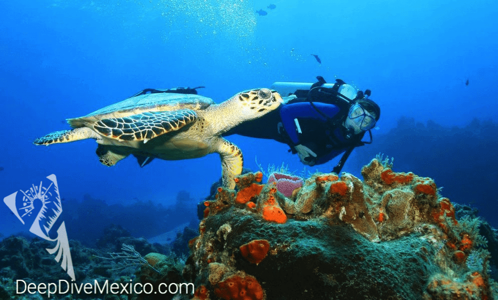 Is Scuba Diving in Cozumel Good?