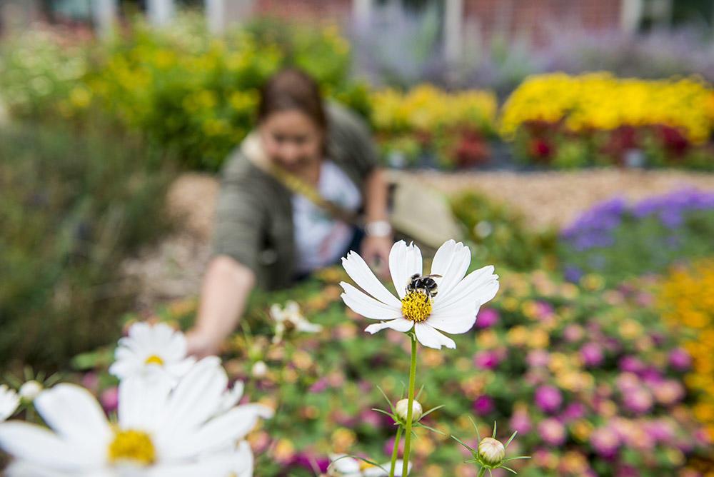 Oregon Gardening: Tips from the OSU Extension Service