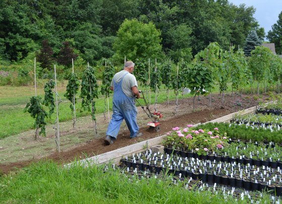 Planting a Flower Garden Without Weeds: A Comprehensive Guide