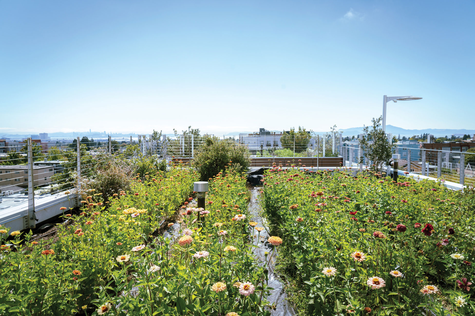 Starting a Flower Garden in Berkeley CA A Comprehensive Guide