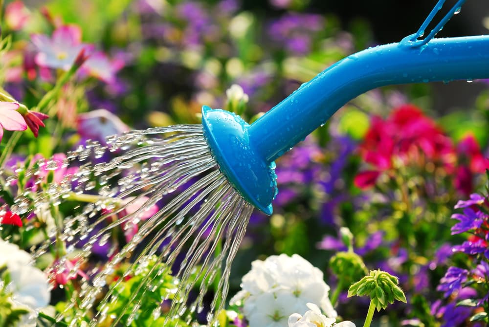 Top 10 Summer Gardening Tips for a Thriving Oasis