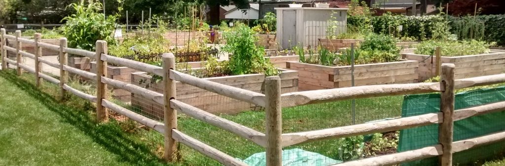 Toronto Gardening Tips: A Guide to a Thriving Urban Garden