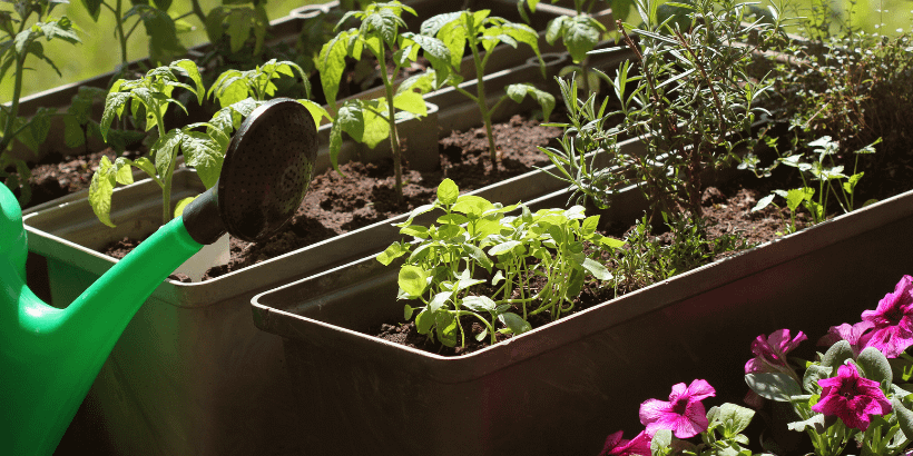 Unique and Practical Urban Vegetable Gardening Tips